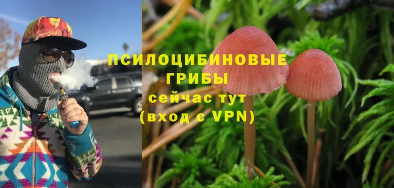 купить закладку  Горняк  Галлюциногенные грибы Magic Shrooms 